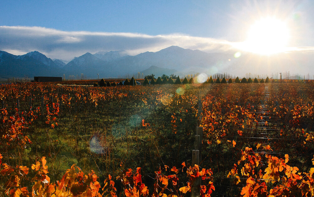 Integrated estate vineyard with production facility
