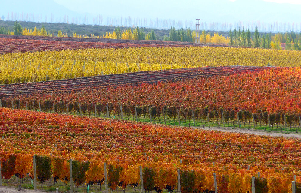 Argentine fruit orchards and agricultural land in Mendoza and Río Negro