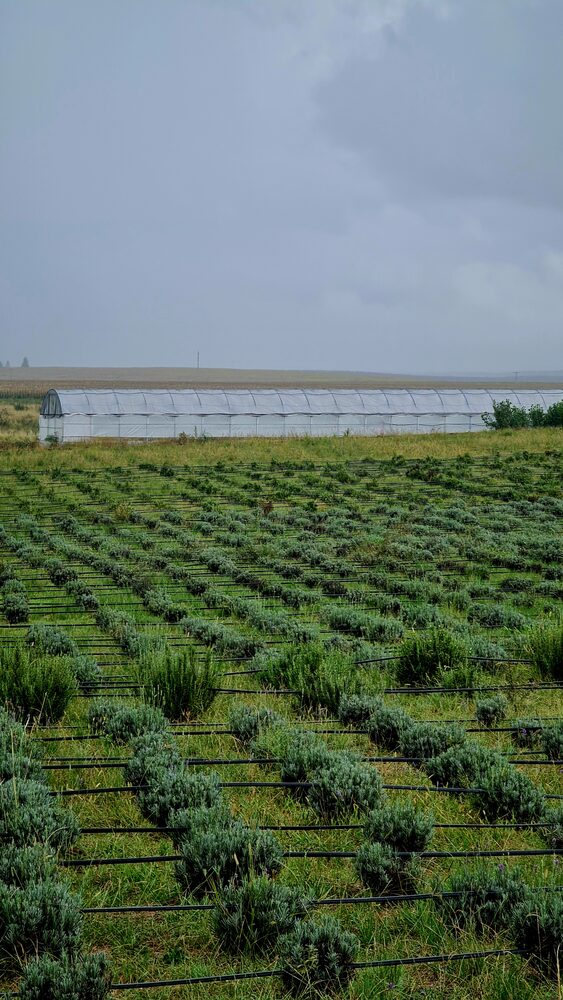 Pear and apple orchards in Río Negro and Neuquén