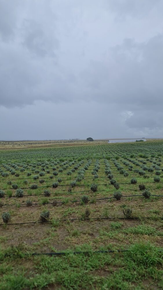 Stone fruit and cherry orchards in Mendoza