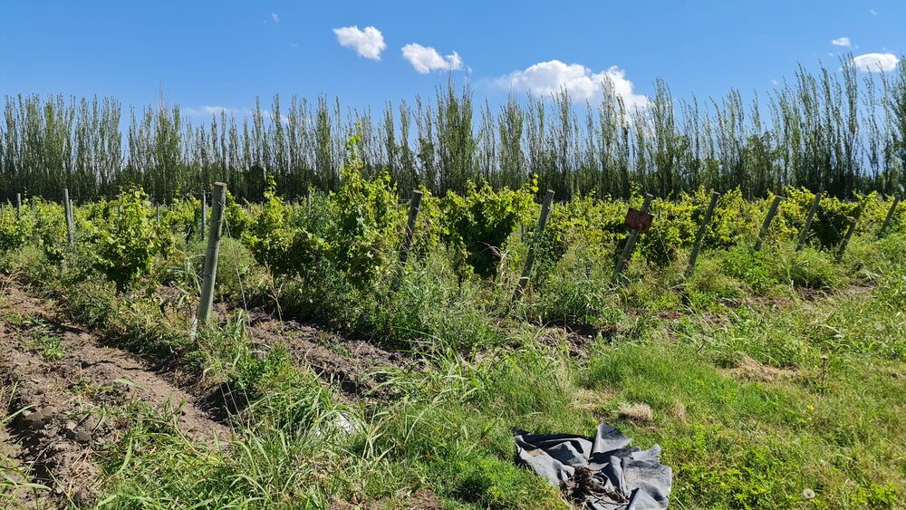 Walnut farms in San Juan and Mendoza