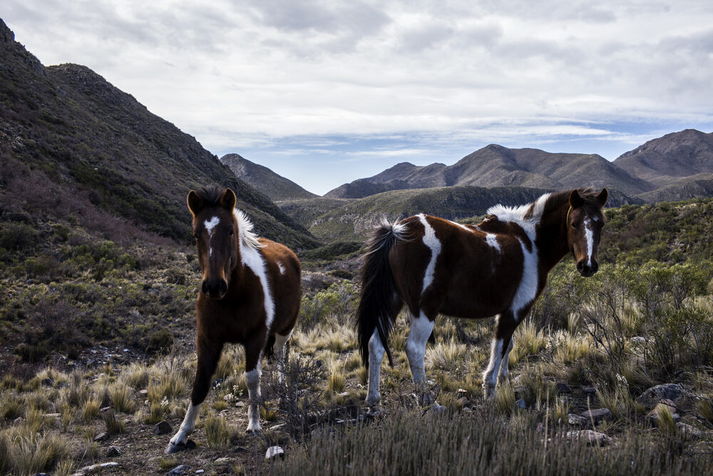 Mixed agricultural fincas in Argentina