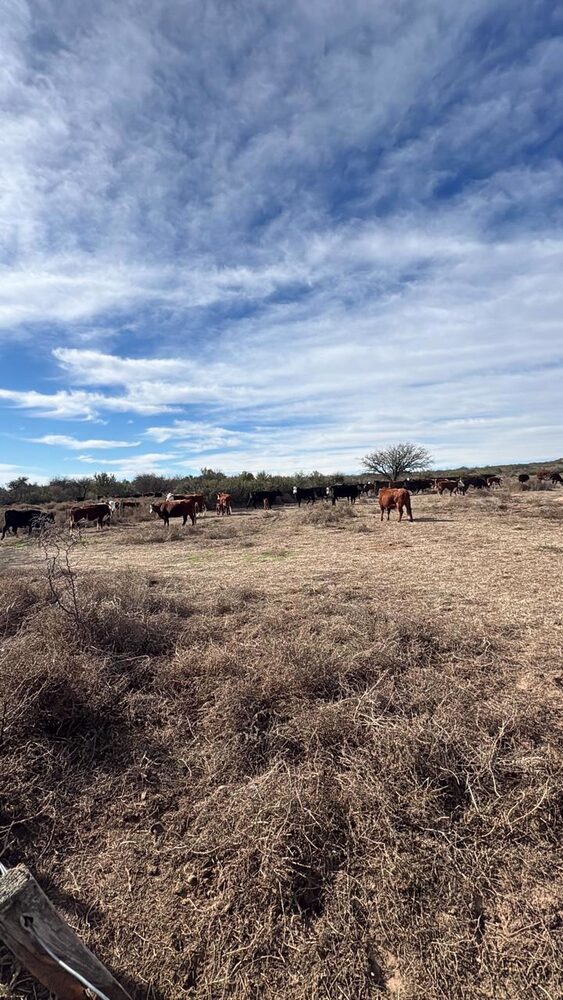 Argentine cattle ranch and estancia on the Pampas