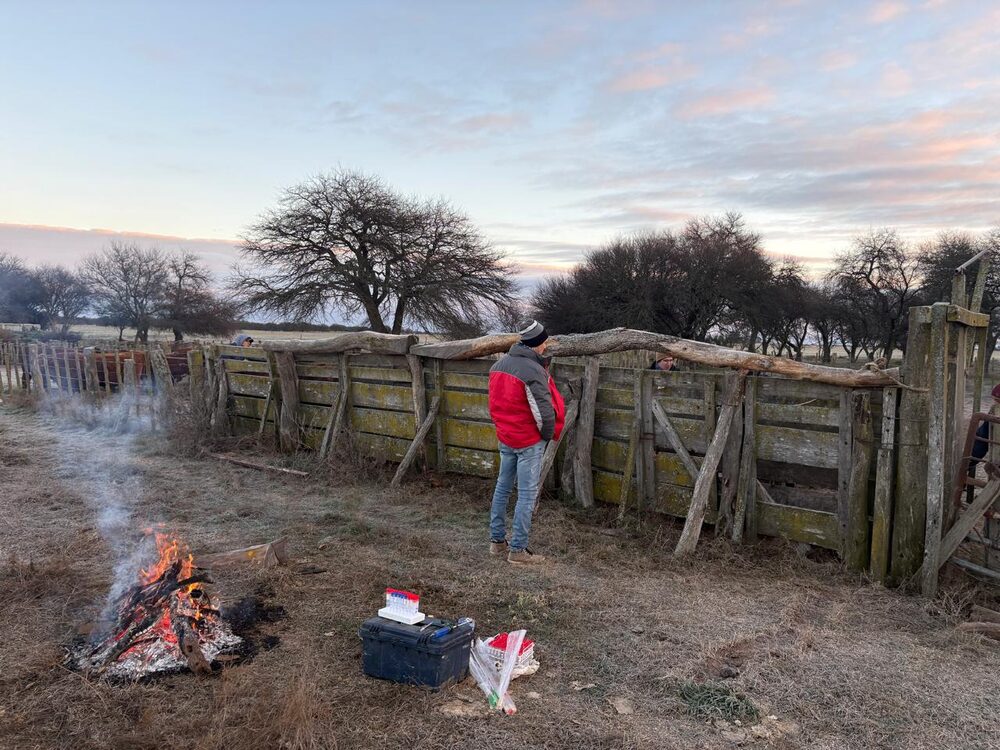 Pampas estancias for cattle production