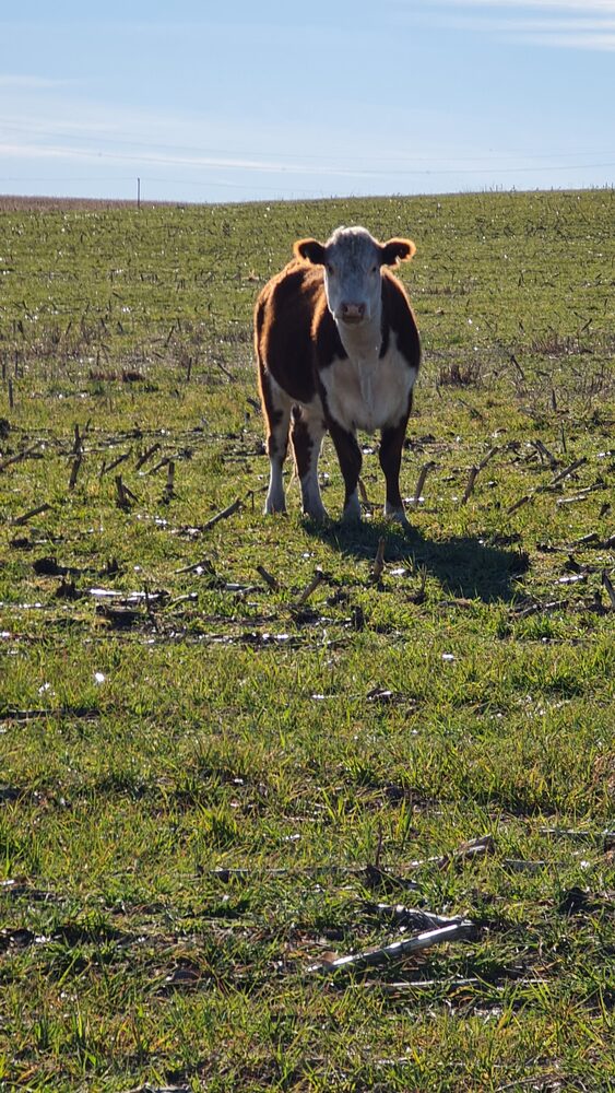Patagonian cattle and sheep ranches