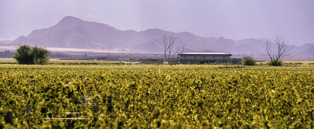 North-west Argentina feedlot and mixed farm operations